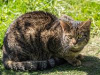 Katze braunschwarz getigert